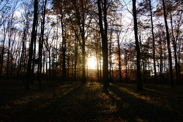 Forest Sunset