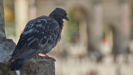 Scruffy pigeon looks homeless and sad