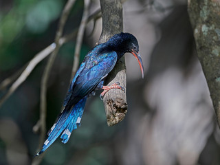 Green wood hoopoe (Phoeniculus purpureus)