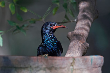 Green wood hoopoe (Phoeniculus purpureus)