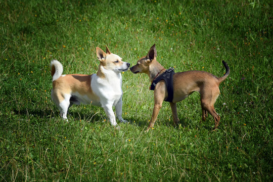 Couple of dogs. The picture shows chemistry between two dogs.