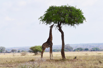 Fototapeta premium Giraffe 