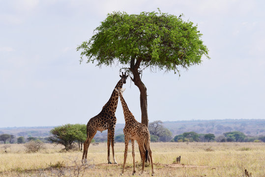 Giraffe