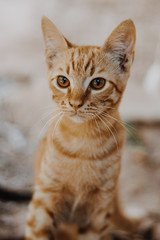 cat looking at camera