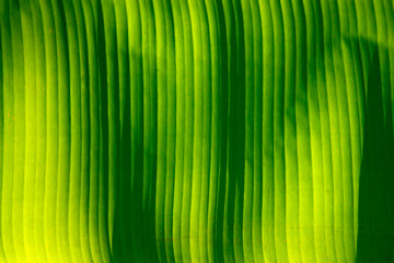 Banana Green Leaf Background.