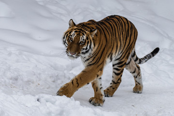 Amur tiger in the snow