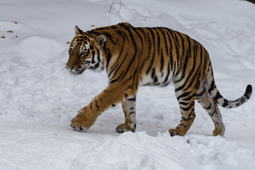 Amur tiger in the snow