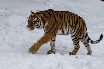 Fototapeta na wymiar Amur tiger in the snow