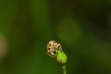 A tiny plant bug looks very insignificant on top of a flower bud against a vast green nature background.