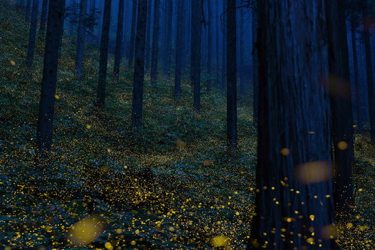 Japanese fireflies (Luciola parvula) flying around the trees (part 2)