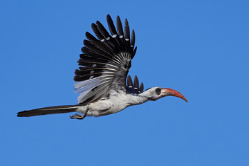 Western red-billed hornbill (Tockus kempi)