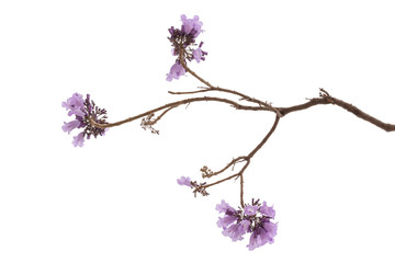 Jacaranda Flower isolated on white background, a species with an inflorescence at the tip of the...