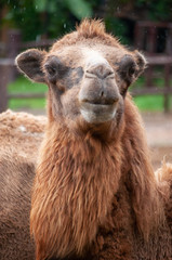 Bactrian camel