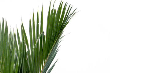  Palm Leaves
