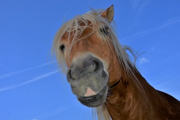 brown horse with a white mane and a pink spot on the lip on a blue cloudless sky