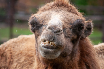 Fototapeta premium Bactrian camel