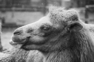Bactrian camel