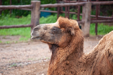 Bactrian camel