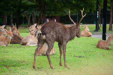 dirty male deer