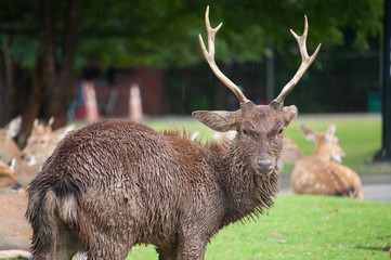 dirty male deer