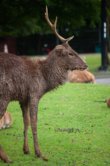 dirty male deer