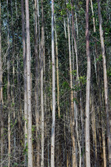 Closeup of eucalyptus trunks on rational plantation