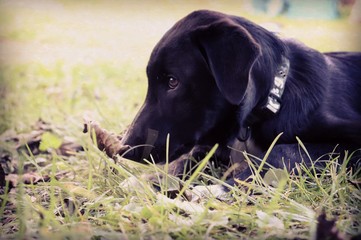 black labrador sitting on grass