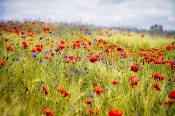 Blooming poppies in rye field