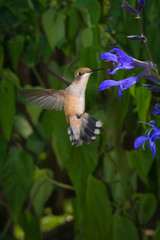 Juvenile Ruby- Throated Hummingbird Feeding on Black & Blue Salvia
