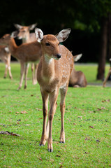 Young sika deer  in the field