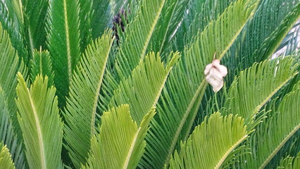Palmera verde cordoba