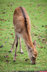 Naklejka na ściany i meble Young sika deer in the field