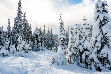 Snow covered evergreen trees on Mount Washington, Strathcona Provincial Park, British Columbia, Canada