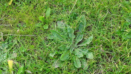 Hierva verde cordoba