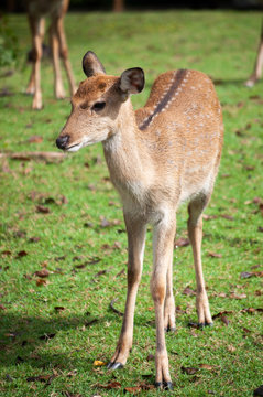 Young sika deer  in the field