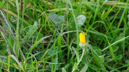 Flor amarilla Cordoba