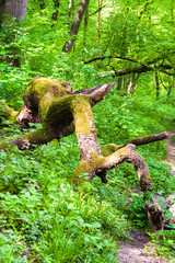 Old felled mossy oak tree
