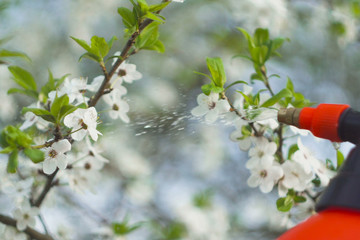 gardener with spraying a blooming fruit tree against plant diseases and pests. Use hand sprayer with pesticides in the garden.
