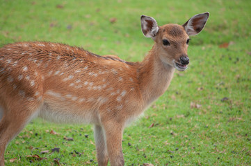 baby sika deer
