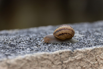 caracol de campo