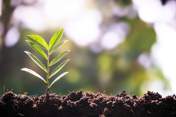 Young plant,tree in the morning light on nature background