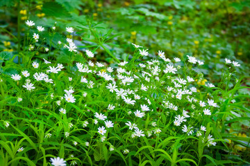 Stellaria holostea (also known as addersmeat or greater stitchwort) flowers closeup in spring forest