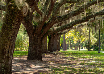 Tree Field