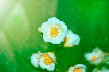 White jasmine The branch delicate spring flowers