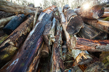 large pile of raw, old logs and firewood