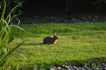 rabbit on the grass