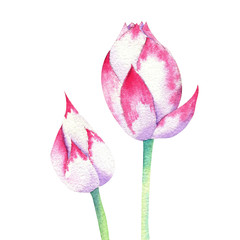 small pink blossom of lotus watercolor drawing