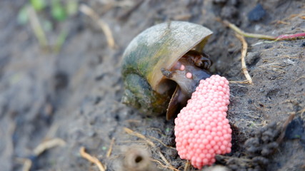 snails lay eggs in rice fields