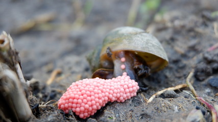 snails lay eggs in rice fields