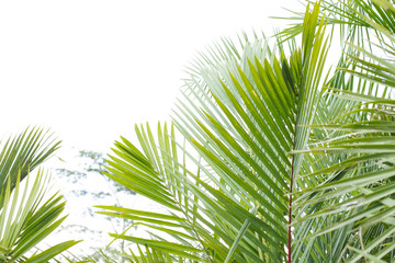 Obraz na płótnie Canvas Palm tree White background